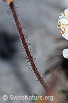 Silberwurz (Dryas octopetala) (F184008)