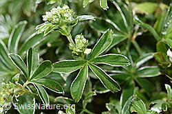Glänzender Silbermantel (Alchemilla nitida) (F184012)