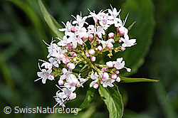 Dreiblatt-Baldrian (Valerina tripteris) (26.06.2021, F184019)