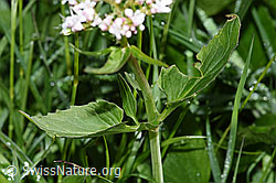 Foto: Dreiblatt-Baldrian (Valerina tripteris)