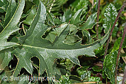 F184032: Gewöhnliche Berg-Distel (Carduus defloratus ssp. defloratus)