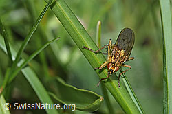 Gelbe Dungfliege (Scathophaga stercoraria) (26.06.2021, F184042)