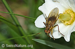 Gelbe Dungfliege (Scathophaga stercoraria) auf Blume (F184046)
