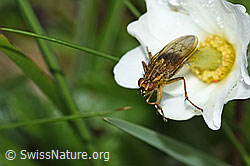 Gelbe Dungfliege (Scathophaga stercoraria) auf Blume (26.06.2021, F184047)