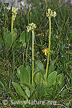 Flühblümchen (Primula auricula) (F184049)