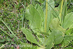 Flühblümchen (Primula auricula) (F184051)