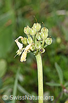 Flühblümchen (Primula auricula) (F184052)