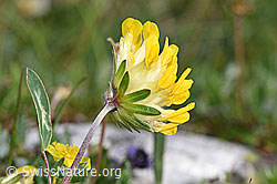 Alpen-Wundklee (Anthyllis vulneraria ssp. alpestris) (F184061)