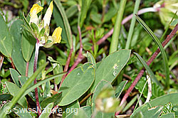 Alpen-Wundklee (Anthyllis vulneraria ssp. alpestris) (F184063)