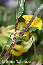 Alpen-Wundklee (Anthyllis vulneraria ssp. alpestris) (F184064)