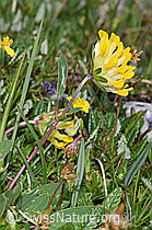 Alpen-Wundklee (Anthyllis vulneraria ssp. alpestris) (F184068)