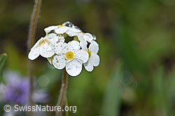 Bewimperter Mannsschild (Androsace chamaejasme) (26.06.2021, F184073)