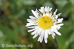F184084: Alpenmasslieb (Aster bellidiastrum)