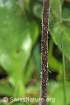 F184085: Alpenmasslieb (Aster bellidiastrum)