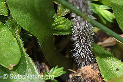 F184086: Alpenmasslieb (Aster bellidiastrum)