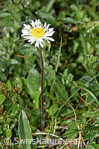 F184087: Alpenmasslieb (Aster bellidiastrum)