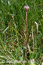 Alpenlattich (Homogyne alpina) (F184097)