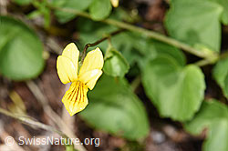 Gelbes Berg-Veilchen (Viola biflora) (F184100)