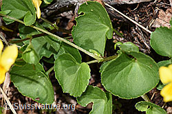 Gelbes Berg-Veilchen (Viola biflora) (F184102)