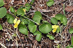 Gelbes Berg-Veilchen (Viola biflora) (F184103)