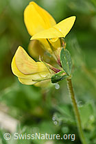 F184108: Gewöhnlicher Hornklee (Lotus corniculatus)