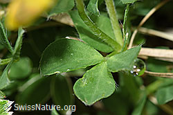 F184109: Gewöhnlicher Hornklee (Lotus corniculatus)