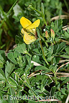 F184111: Gewöhnlicher Hornklee (Lotus corniculatus)