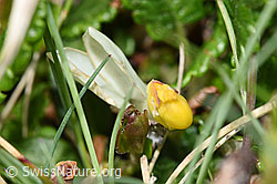 F184127: Buchsblättrige Kreuzblume (Polygala Chamaebuxus)