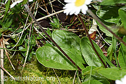 F184129: Alpenmasslieb (Aster bellidiastrum)