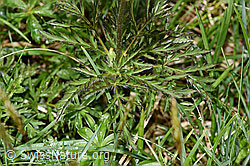 Weisse Alpen-Anemone (Pulsatilla alpina) (F184139)
