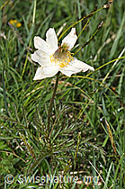 Weisse Alpen-Anemone (Pulsatilla alpina) (F184140)