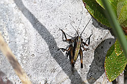 Gebirgs-Beissschrecke (Metrioptera saussuriana) (26.06.2021, F184142)