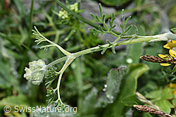 Augenwurz (Athamanta cretensis) (F184160)