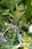 Augenwurz (Athamanta cretensis) (F184161)