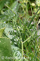 Augenwurz (Athamanta cretensis) (F184162)