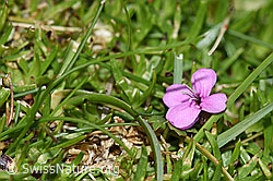 Kalk-Polsternelke (Silene acaulis) (F184165)