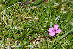 Kalk-Polsternelke (Silene acaulis) (F184166)