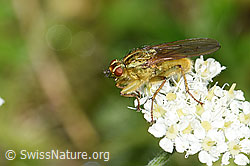Gelbe Dungfliege (Scathophaga stercoraria)
