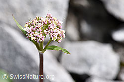 Valeriana montana (F184197)