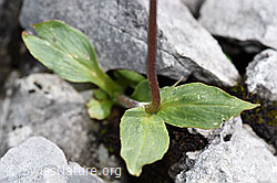 Valeriana montana (F184198)