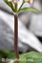 Valeriana montana (F184199)