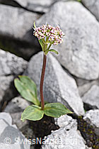 Valeriana montana (F184200)