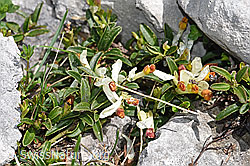 F184204: Buchsblättrige Kreuzblume (Polygala Chamaebuxus)