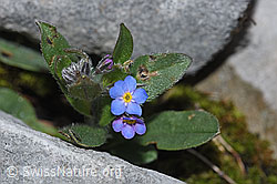 Alpen-Vergissmeinnicht (Myosotis alpestris) (F184211)