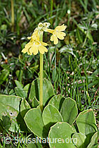 Flühblümchen (Primula auricula) (F184216)