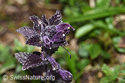 Alpenhelm (Bartsia alpina) (F184218)