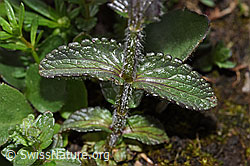 Alpenhelm (Bartsia alpina) (F184220)