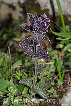 Alpenhelm (Bartsia alpina) (F184221)