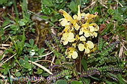 Buntes Läusekraut (Pedicularis oederi) (26.06.2021, F184223)