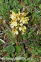 F184224: Buntes Läusekraut (Pedicularis oederi)